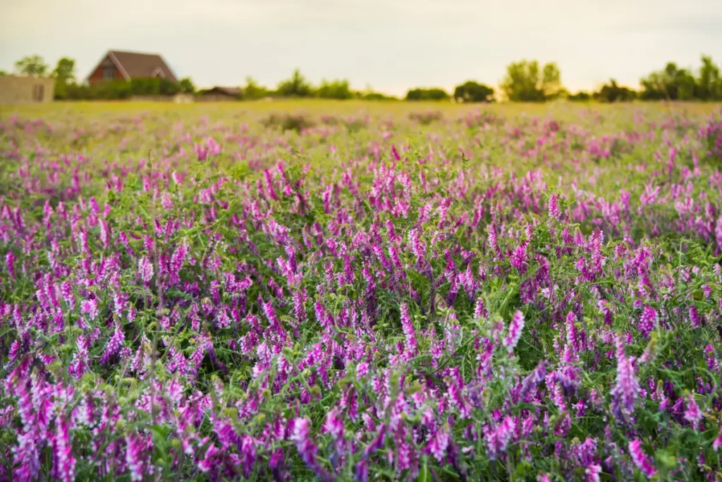 A ervilhaca peluda (Vicia villosa) é uma ótima planta de cobertura para canteiros elevados