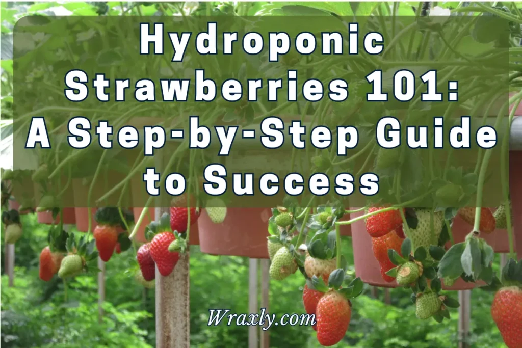 Hydroponic Strawberries 101: A step-by-step guide to success