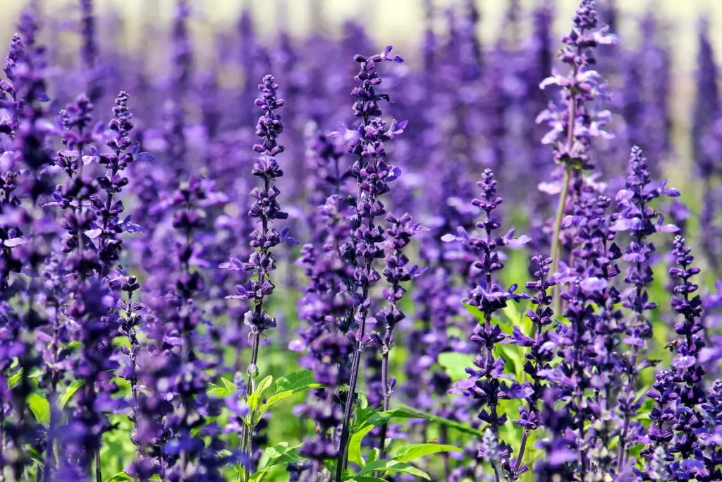 A lavanda é um repelente natural de cervos.