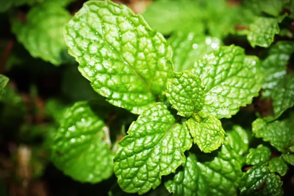 Planting mint near Lavender deters pests and enhances plant health naturally.