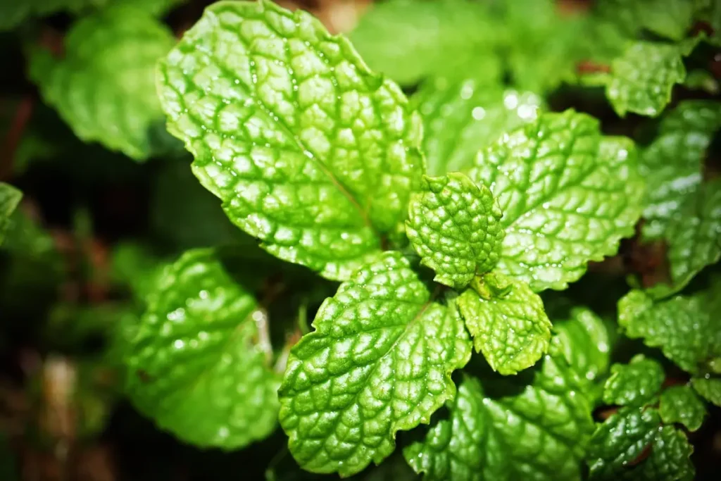 Plantar hortelã perto da lavanda desencoraja as pragas e melhora a saúde das plantas naturalmente.