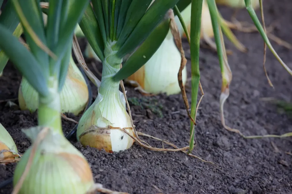 Onions are bulbous stem vegetables, with their savory layers forming from the stem itself, not the roots.