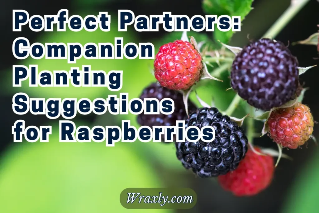 Perfect Partners: Companion Planting Suggestions for Raspberries