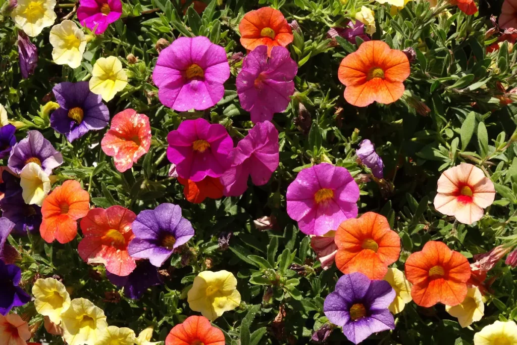 petunias