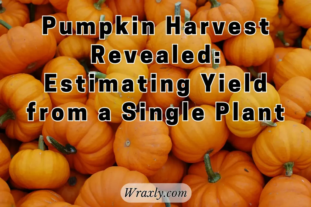Pumpkin Harvest Revealed: Estimate Yield from a Single Plant