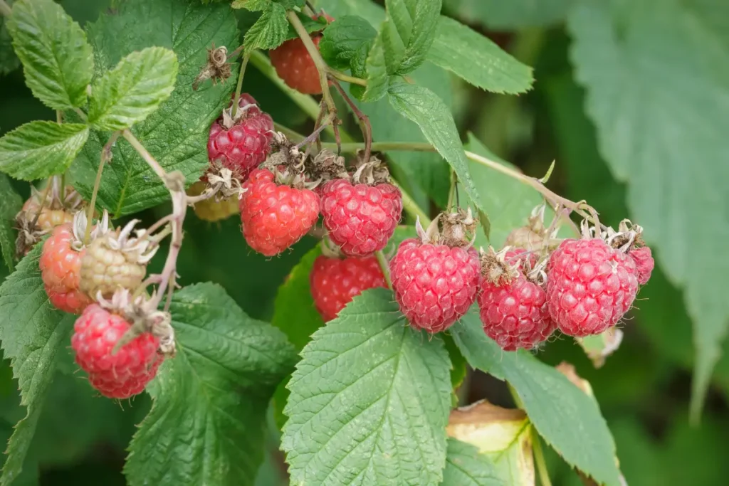 Gardening for a Better World: Discover How Companion Planting Nurtures Both Your Garden and the Environment.