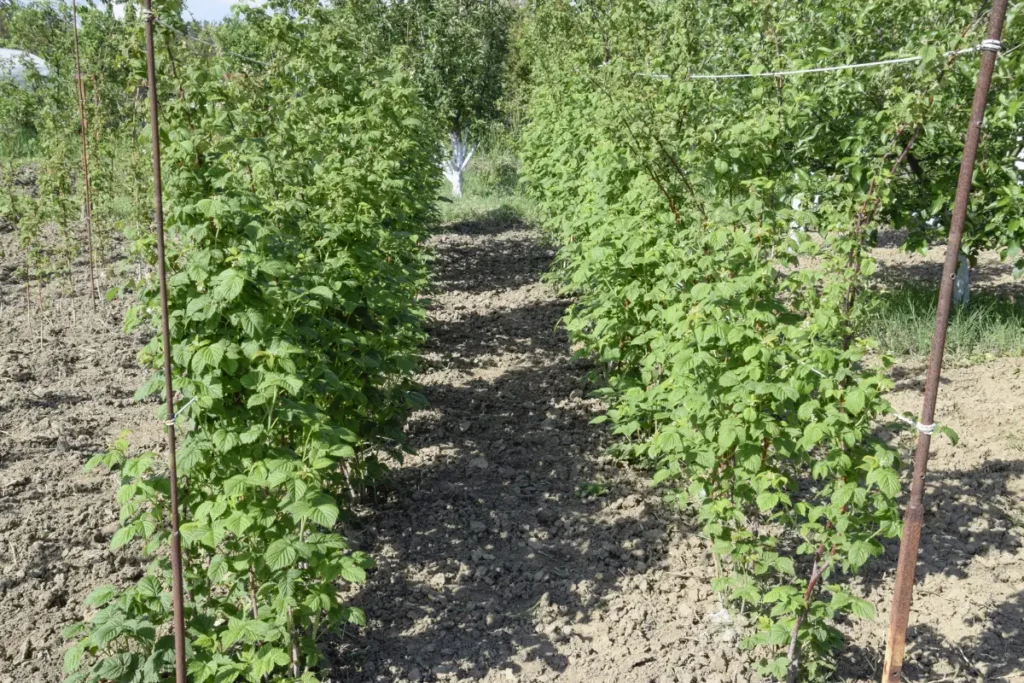 Découvrez l'art de la plantation de framboises : espace, lumière du soleil et une touche de couleur.