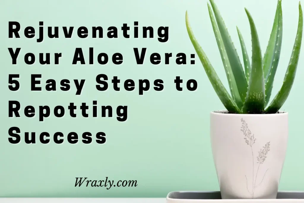 Rejuvenating your aloe vera: 5 easy steps to repotting success