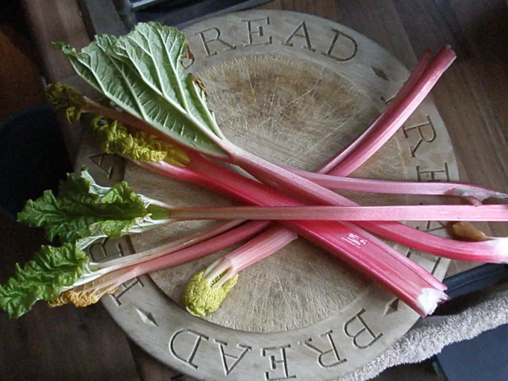 With its bold, tangy flavor and stunning red and green stalks, rhubarb adds a burst of seasonal freshness to your culinary creations. 