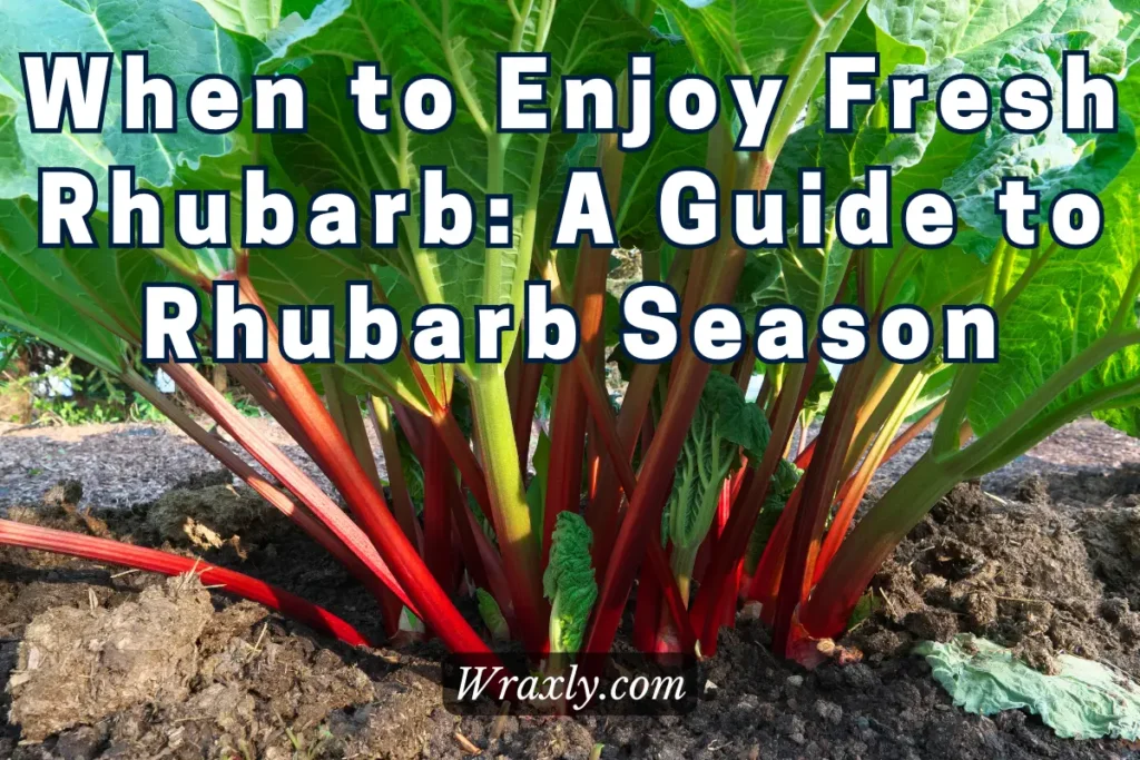Quand déguster de la rhubarbe fraîche : Un guide de la saison de la rhubarbe