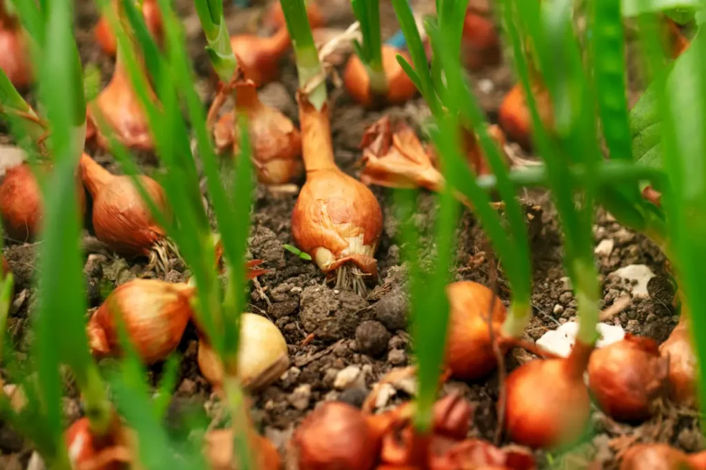 Trim crowded seedlings, transplant with a 4-inch gap, and remember, onions love thorough watering due to their deep roots.