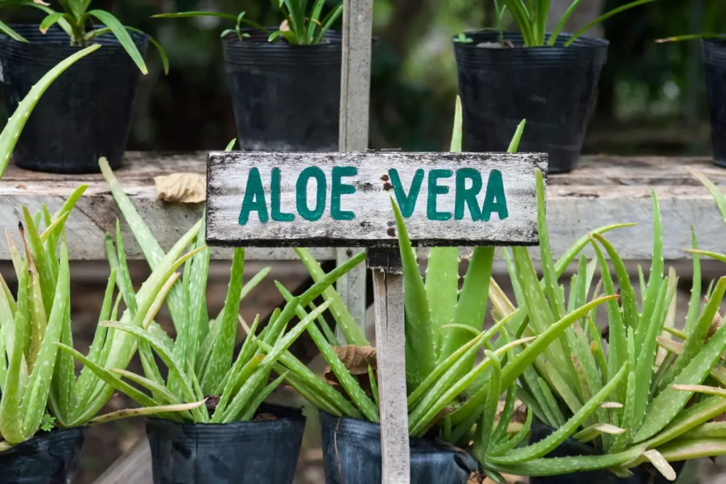 Aloe vera garden