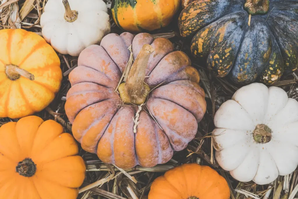 La taille et le type comptent dans le monde des citrouilles. Des beautés géantes aux grappes de miniatures, chaque variété ajoute son charme unique à votre champ de citrouilles.