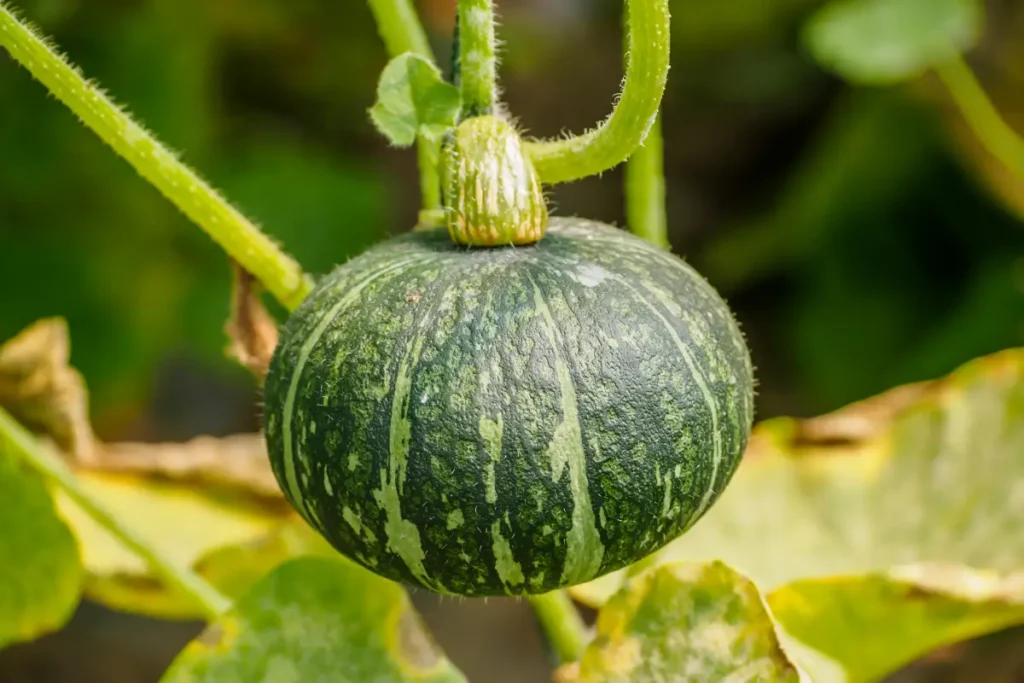 Nutra os seus sonhos de abóbora com os nutrientes certos! 