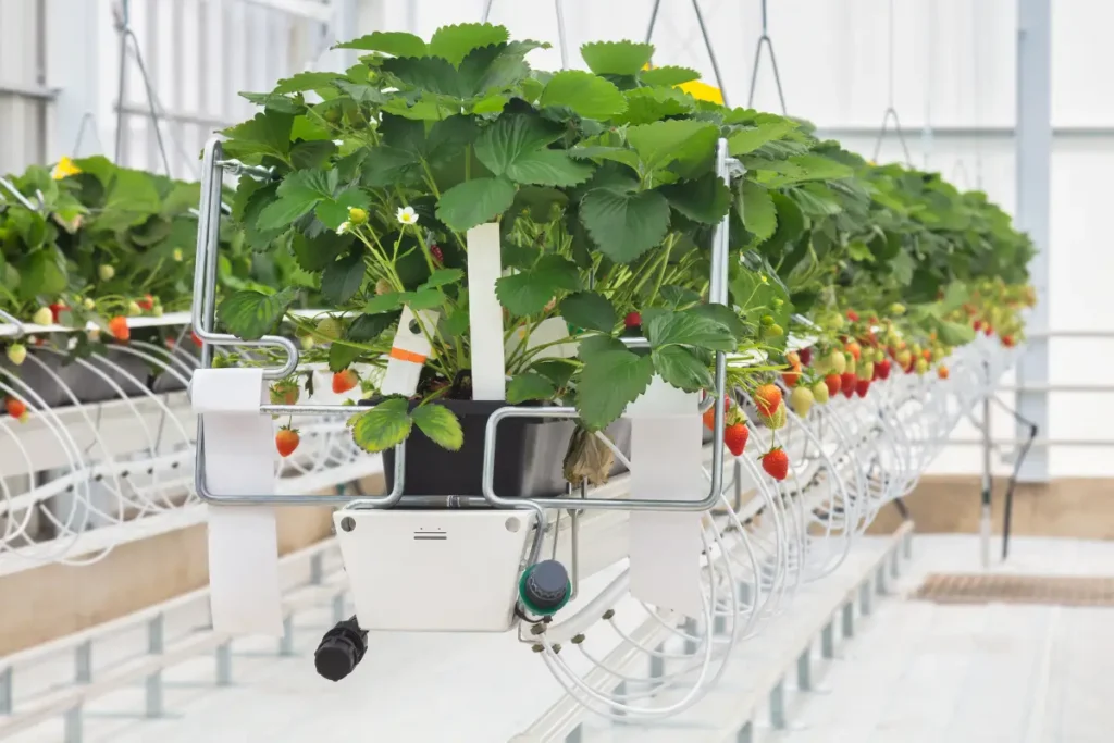 Growing hydroponic strawberries in a nursery.