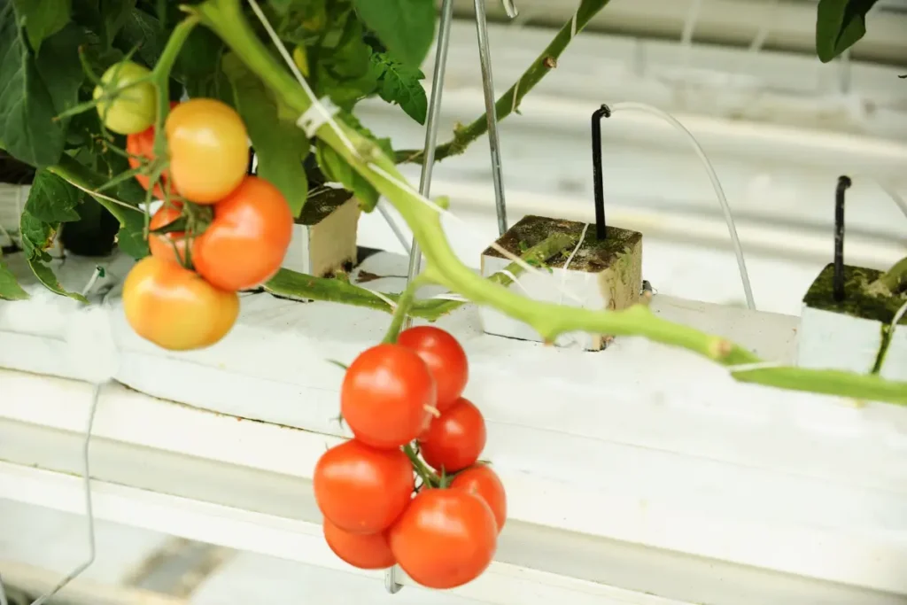 Nutrição de Precisão: A hidroponia permite que os produtores ajustem a ingestão de nutrientes de suas plantas, oferecendo uma tábua de salvação líquida para um crescimento ideal.