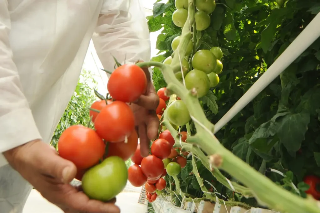 Continuous pruning and training maintain robust, productive tomato plants. 