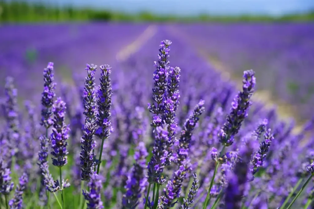 Lavendel heeft niet alleen heerlijke geuren en verbluffende paarse bloemen, maar biedt ook een groot aantal toepassingen, variërend van aromatherapie tot culinaire kunsten.