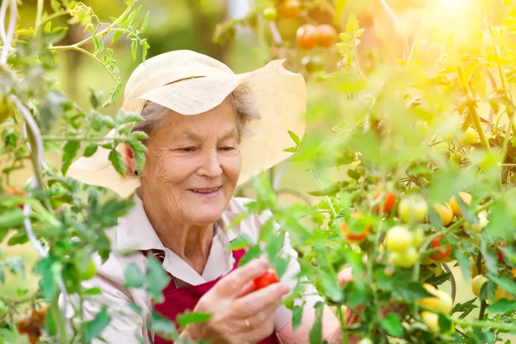 Herinneringen en tomaten oogsten: de liefde van een babyboomer voor tuinieren kent geen leeftijd. 