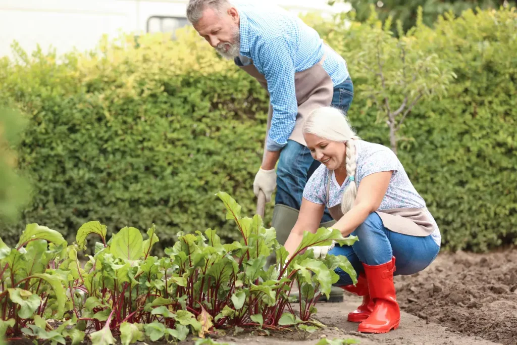 Tuinieren in de herfst: een tijdloze traditie voor babyboomers, waarbij de wijsheid van elk seizoen de volgende generatie tuiniers voedt.