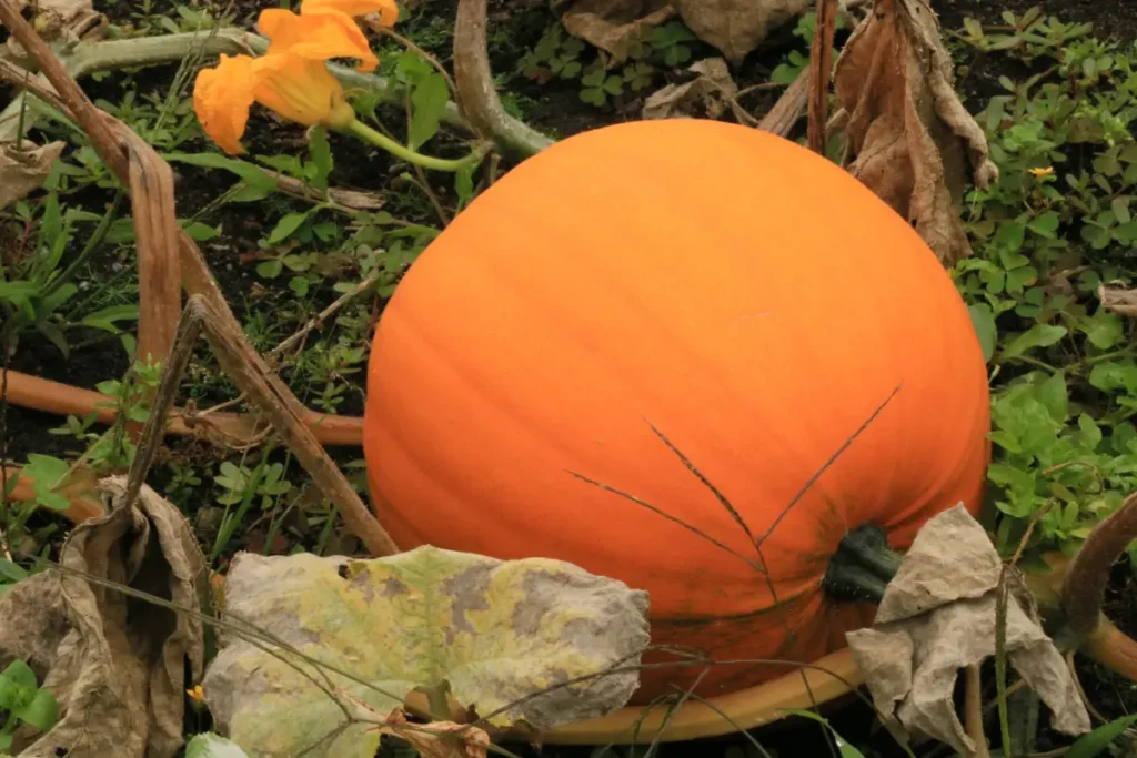 Nature's palette at its finest! 🍁 Mature pumpkins come in a stunning array of colors – deep oranges, vibrant greens, and even pristine whites. Which hue will grace your garden this season? 