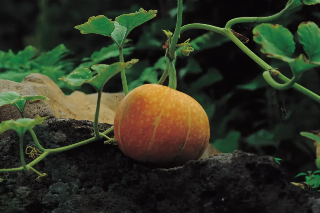 I vitigni: dove l'abbondanza incontra la versatilità! 🌿 Anche se producono di più, le zucche coltivate a vite tendono ad essere più piccole. Perfetto per avventure culinarie e artigianato creativo.