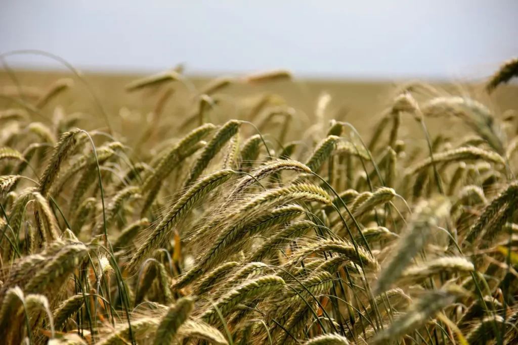 Winter Rye (Secale cereale) make great cover crops for raised beds