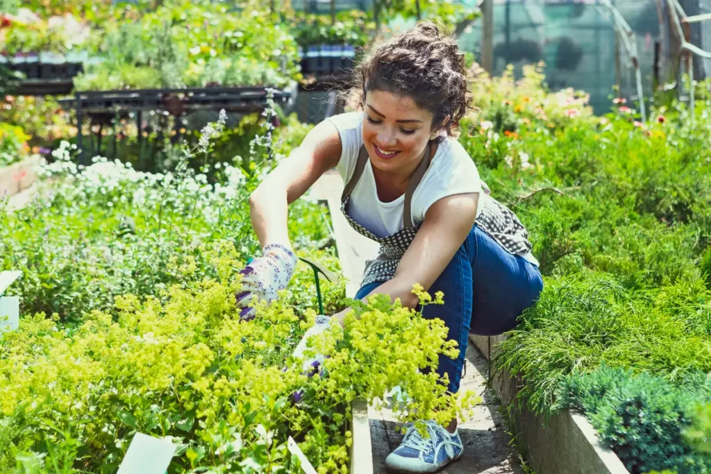 De novatos em jardinagem a profissionais prósperos: as culturas de cobertura revelam sua magia transformadora.