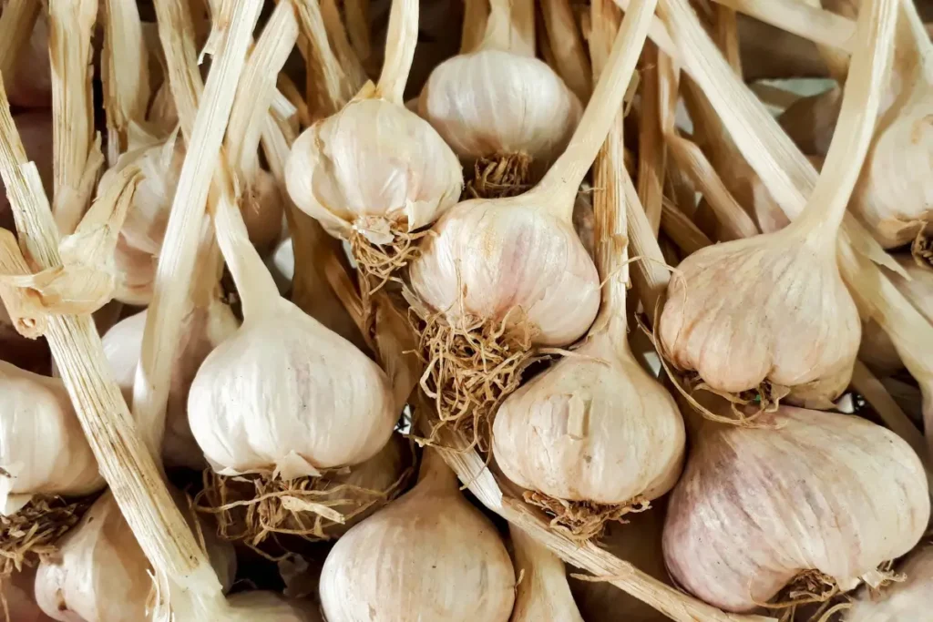 Gaggle of garlic