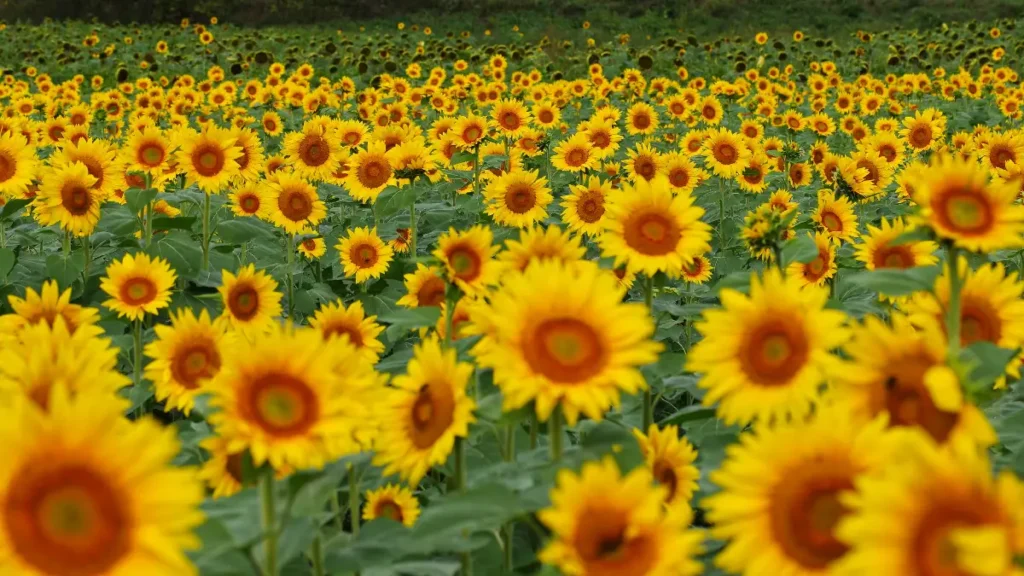 Veld met zonnebloemen.