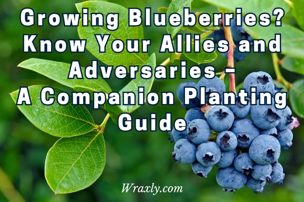 Growing blueberries? Know your allies and adversaries - A companion planting guide