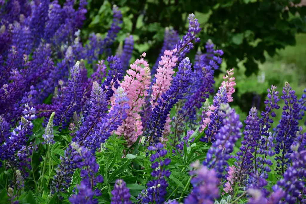 Ang mga lupine ay isang magandang halamang kasama ng blueberry.