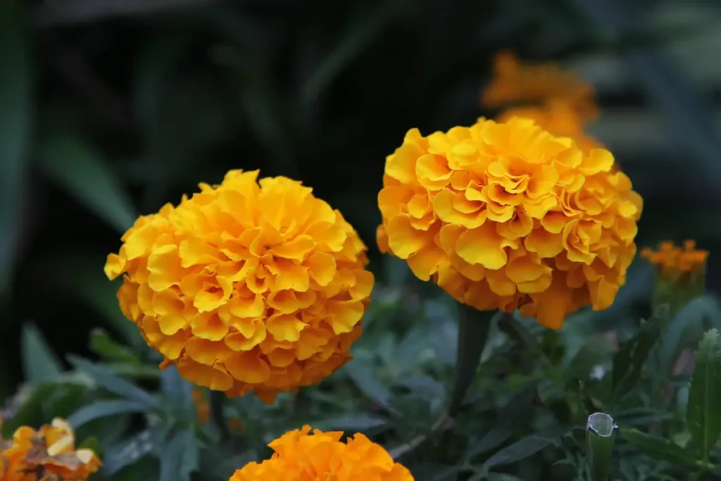 Goudsbloemen zijn geen goede zonnebloemgezelplant.