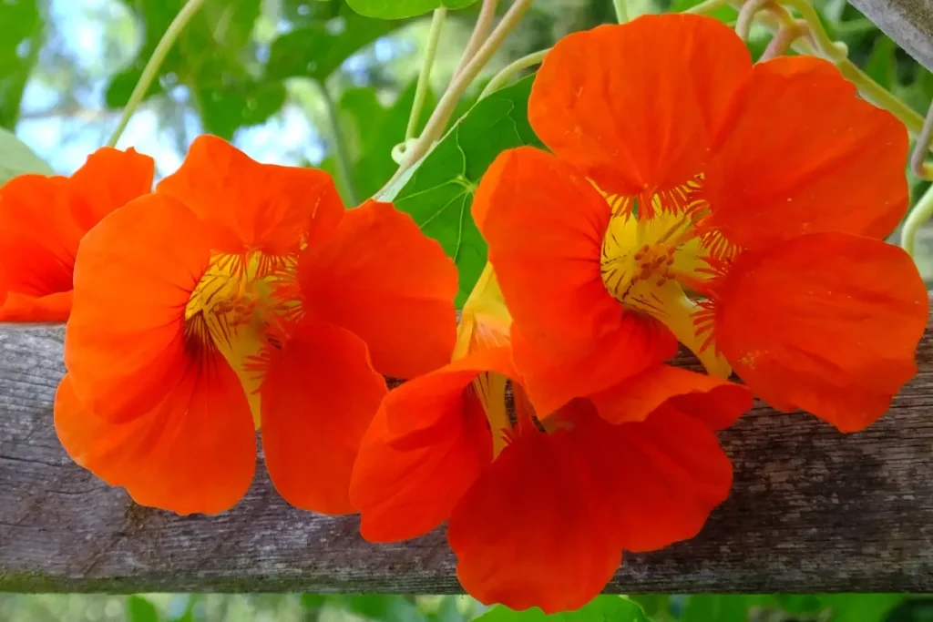 Las capuchinas son excelentes plantas acompañantes de girasol.