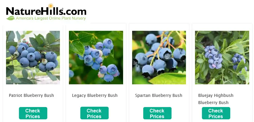 NatureHills blueberry plant banner