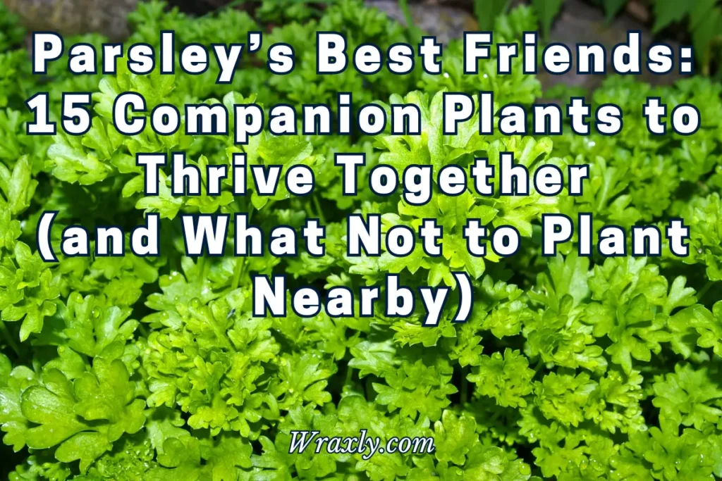 Los mejores amigos del perejil: 15 plantas compañeras para prosperar juntas (y qué no plantar cerca)
