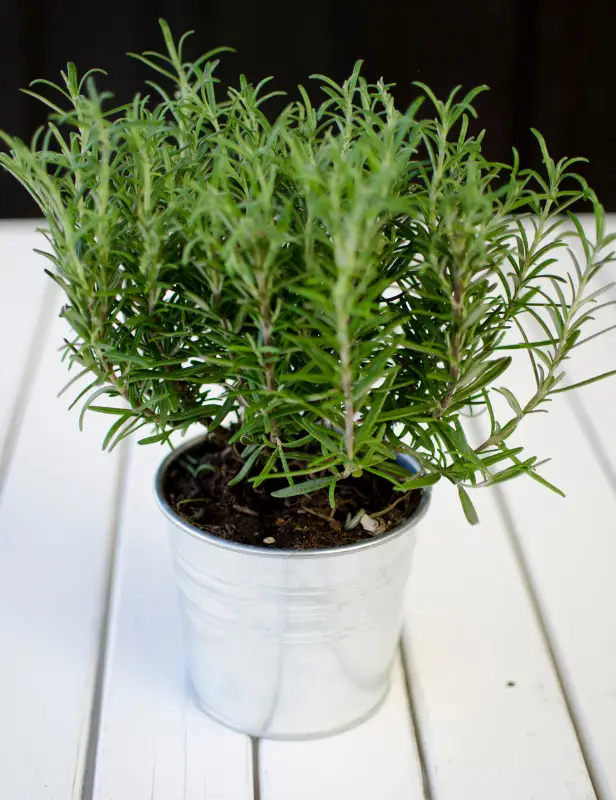 Rosemary in a container