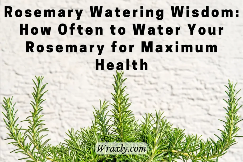 Rosemary watering wisdom: How often to water your Rosemary for Maximum Health