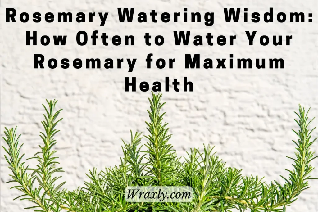 Sagesse d'arrosage du romarin : à quelle fréquence arroser votre romarin pour une santé maximale