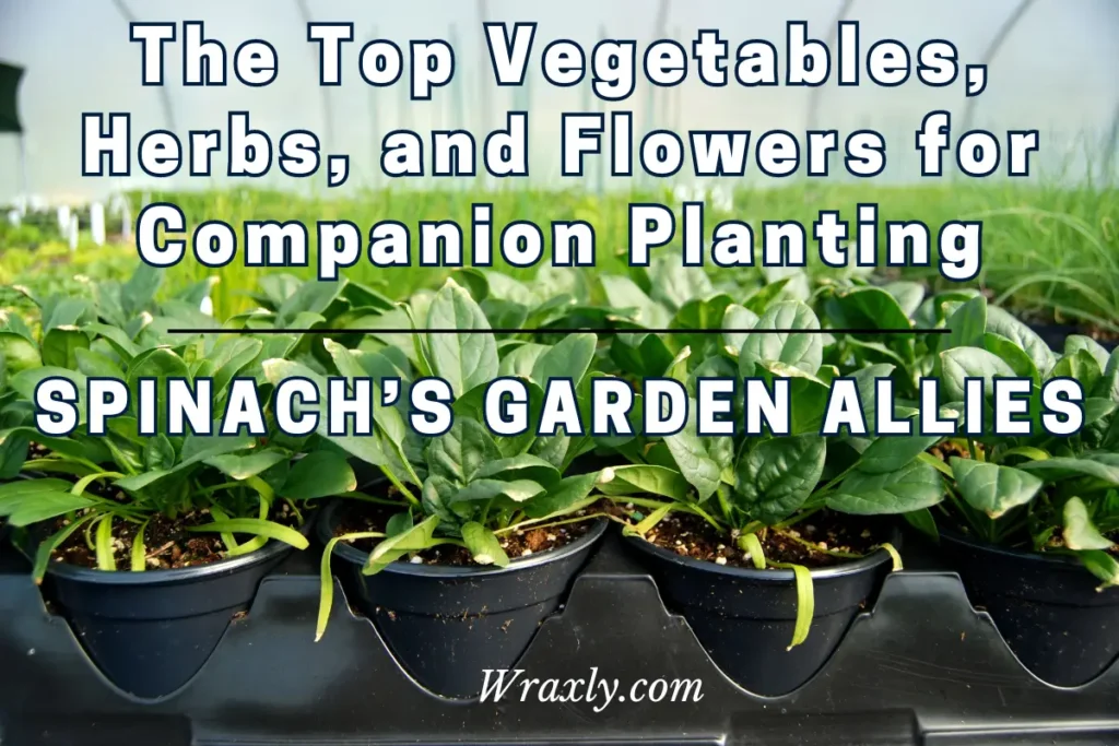 Spinat-Gartenverbündete: Die besten Gemüsesorten, Kräuter und Blumen für die Begleitbepflanzung