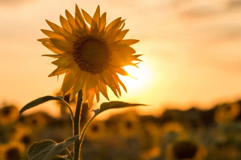 Sonnenblumen sollten nicht mit Spinat bepflanzt werden.