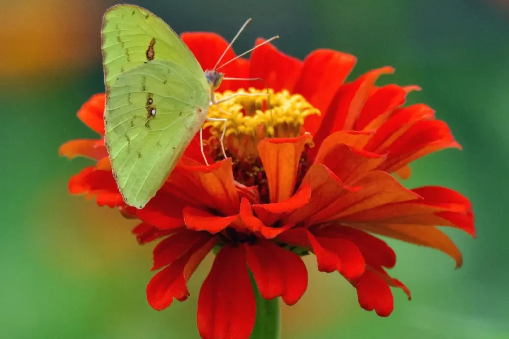 Las zinnias son una excelente planta compañera del perejil.