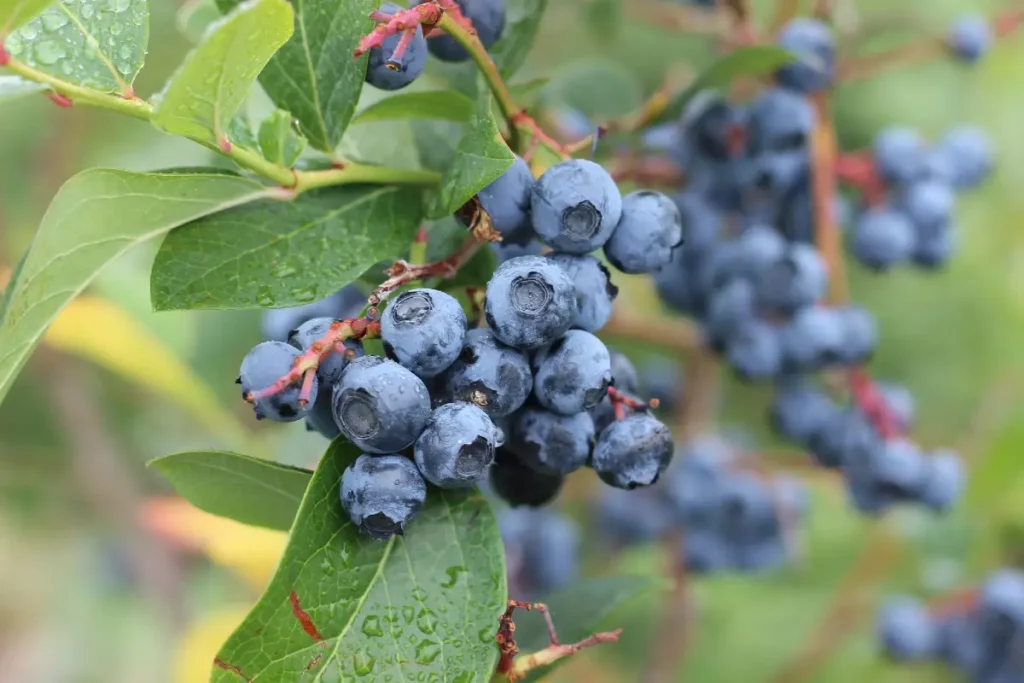 Blueberries offer numerous health benefits.