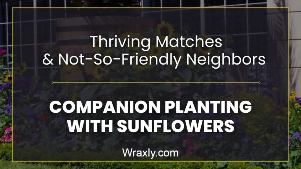 Companion planting with sunflowers