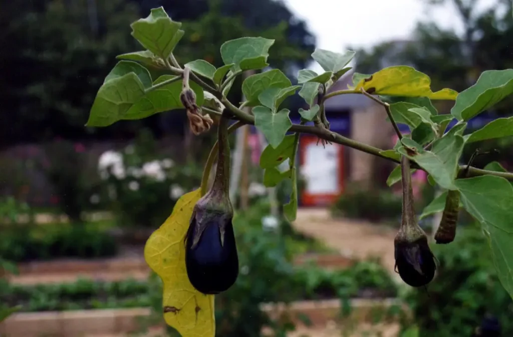 Auberginen sind keine guten Begleitpflanzen für Blaubeeren.