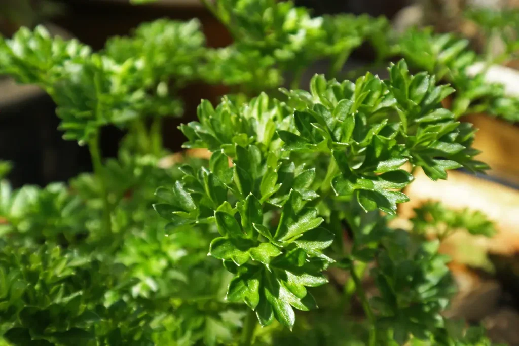 A salsa é uma boa planta companheira de mirtilo.