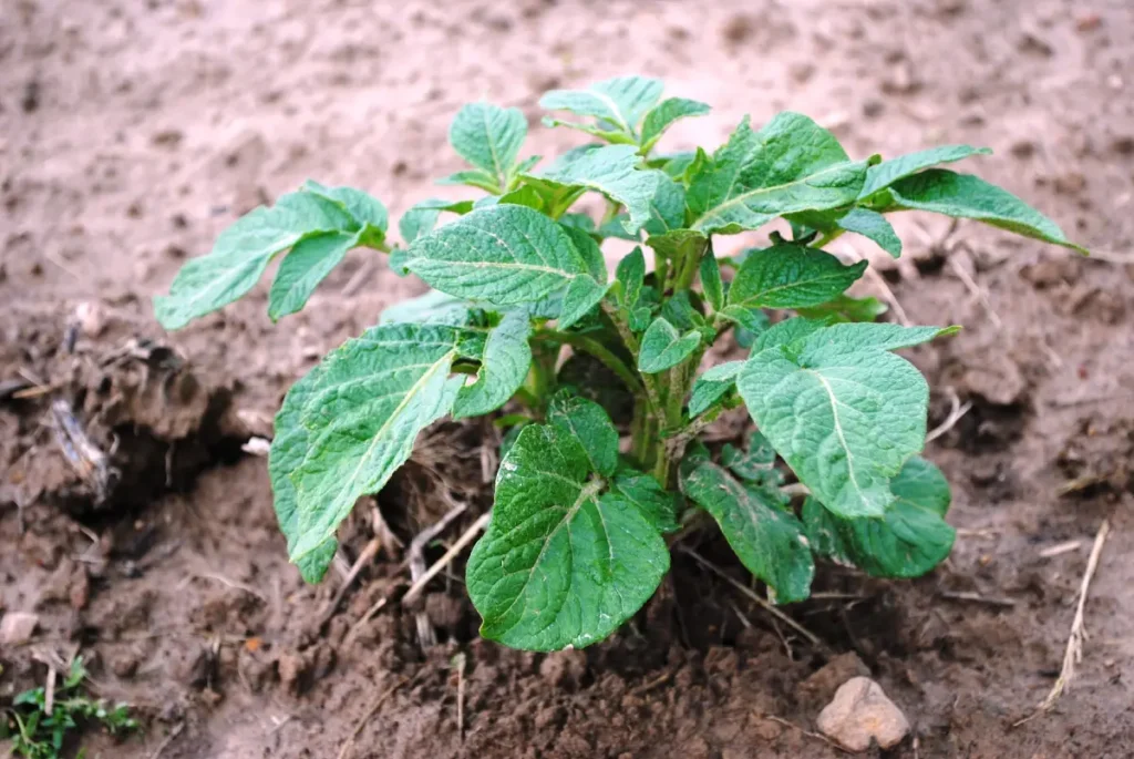 Attention à ne pas planter de pommes de terre à côté de tournesols !