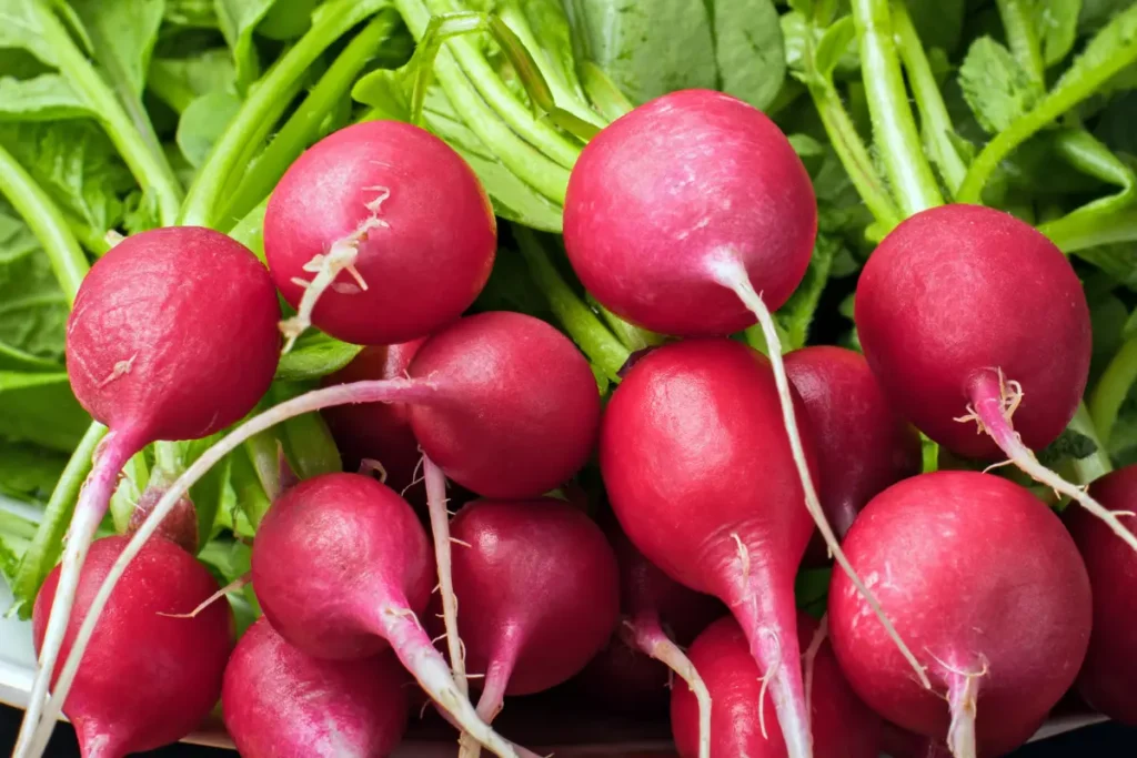 Radishes make excellent spinach companion plants.