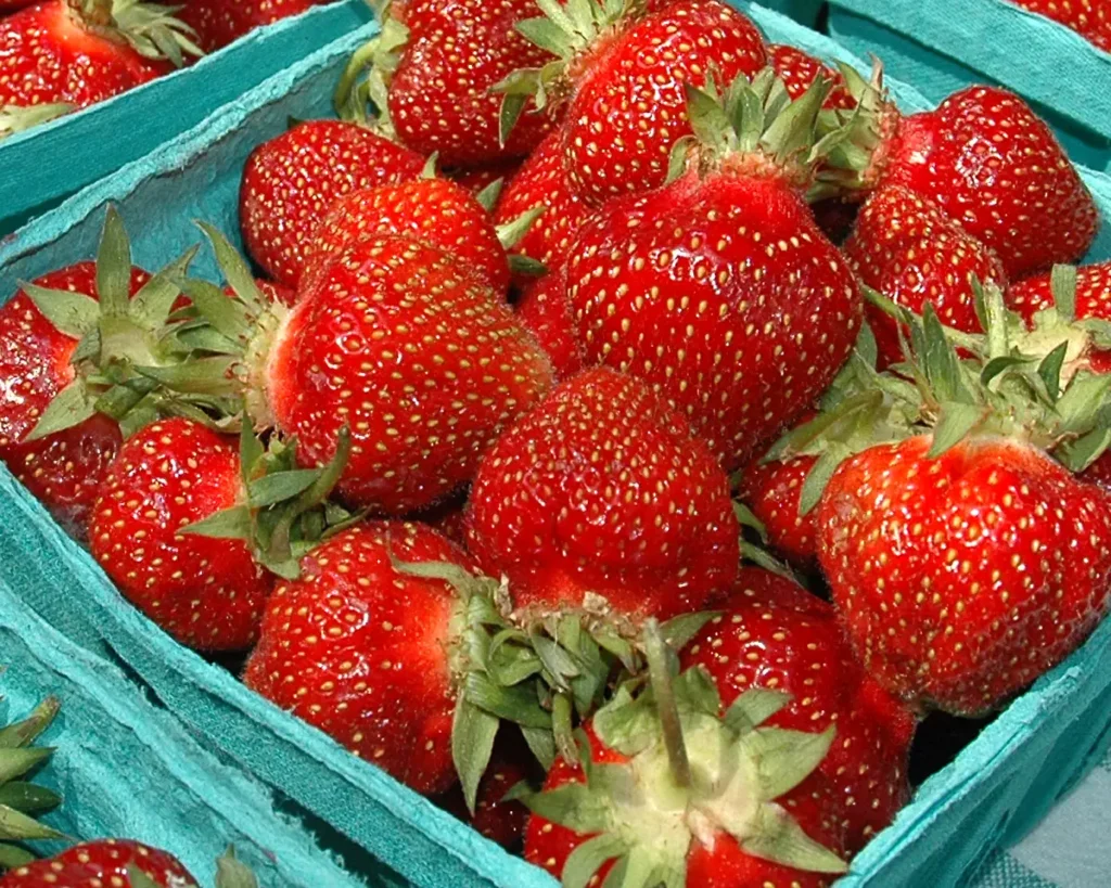Erdbeeren sind gute Begleitpflanzen für Blaubeeren.