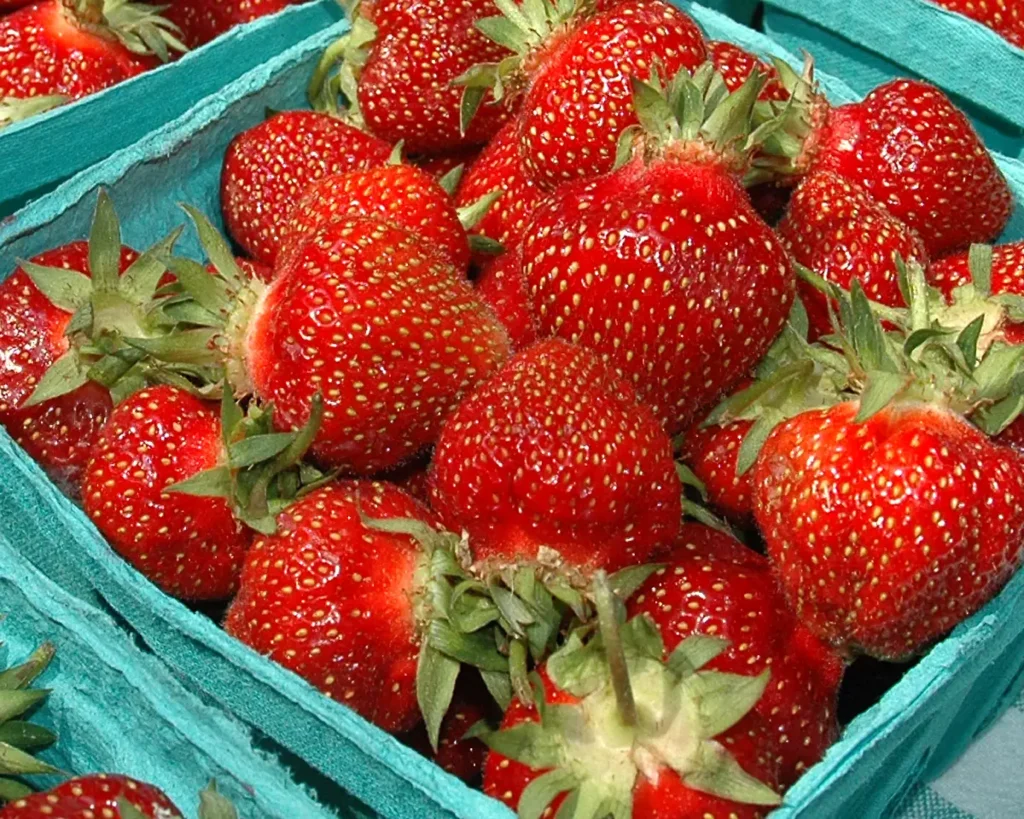 Aardbeien zijn goede gezelschapsplanten voor bosbessen.